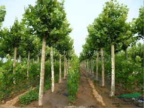 國槐 山東國槐 國槐特價苗 山東濟(jì)寧綠色苗木基地 15265797998