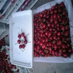 克拉瑪依市矮化櫻桃苗低價熱銷，品質保障助力林業種植